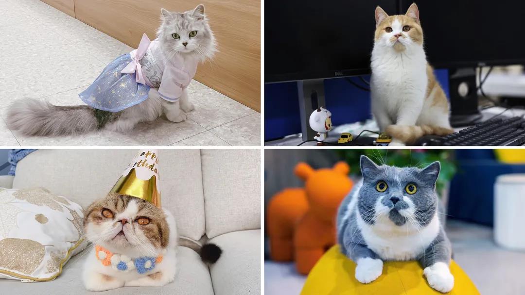 梅卡曼德2022校招 | 高速成長(zhǎng)C輪獨(dú)角獸企業(yè)，邀你一起玩轉(zhuǎn)AI+機(jī)器人！