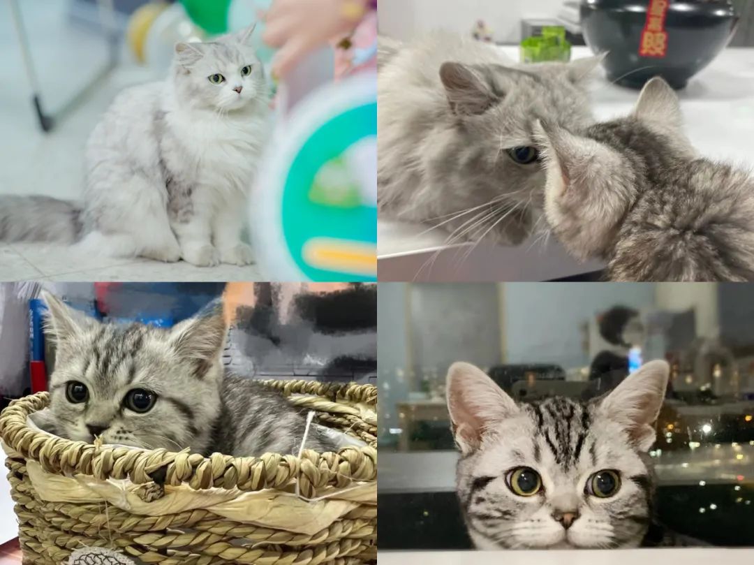 梅卡曼德2022校招全面啟動 | 高速成長C輪獨角獸企業,邀你一起玩轉AI+機器人! 梅卡曼德2022校招全面啟動 | 高速成長C輪獨角獸企業,邀你一起玩轉AI+機器人!